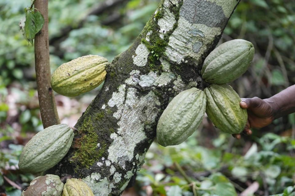 A farmer checks cocoa pods at his farm inside the conservation zone in the Omo Forest Reserve in Nigeria Wednesday, Aug. 2, 2023. Farmers, buyers and others say cocoa heads from deforested areas of the protected reserve to companies that supply some of the world’s biggest chocolate makers. (AP Photo/Sunday Alamba)