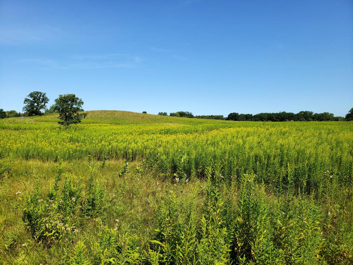 Goldenrod blooms in a prairie at Lapham Peak on Aug. 13, 2021.  