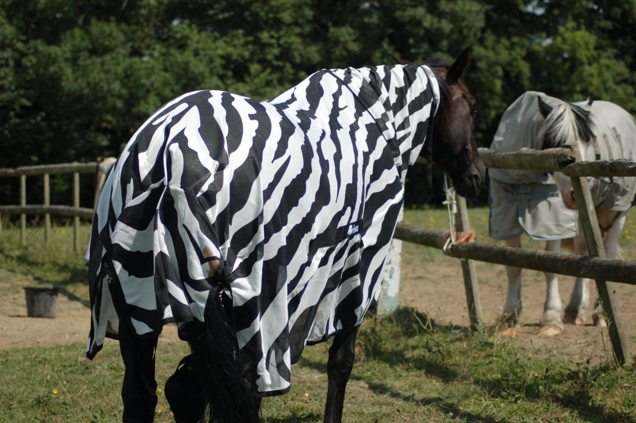 <em>Scientists are trying to work out why zebras are stripy (Picture: PA)</em>