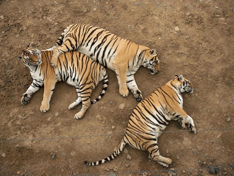 Tiger bone and rhino horn are highly valued in Chinese medicines, despite no proof of their effectiveness: NICOLAS ASFOURI/AFP/Getty Images