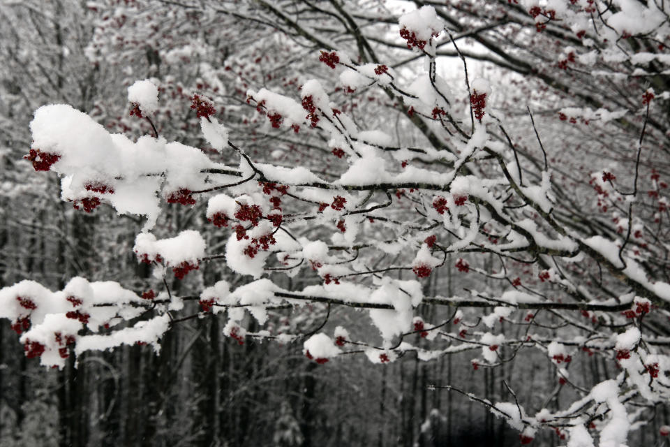 Snow covers new leaves sprouting out of a maple tree in Marshfield, Vt., on Friday, April 16, 2021. A spring storm brought snow, rain and the threat of power outages to New England and northern New York. (AP Photo/Lisa Rathke)