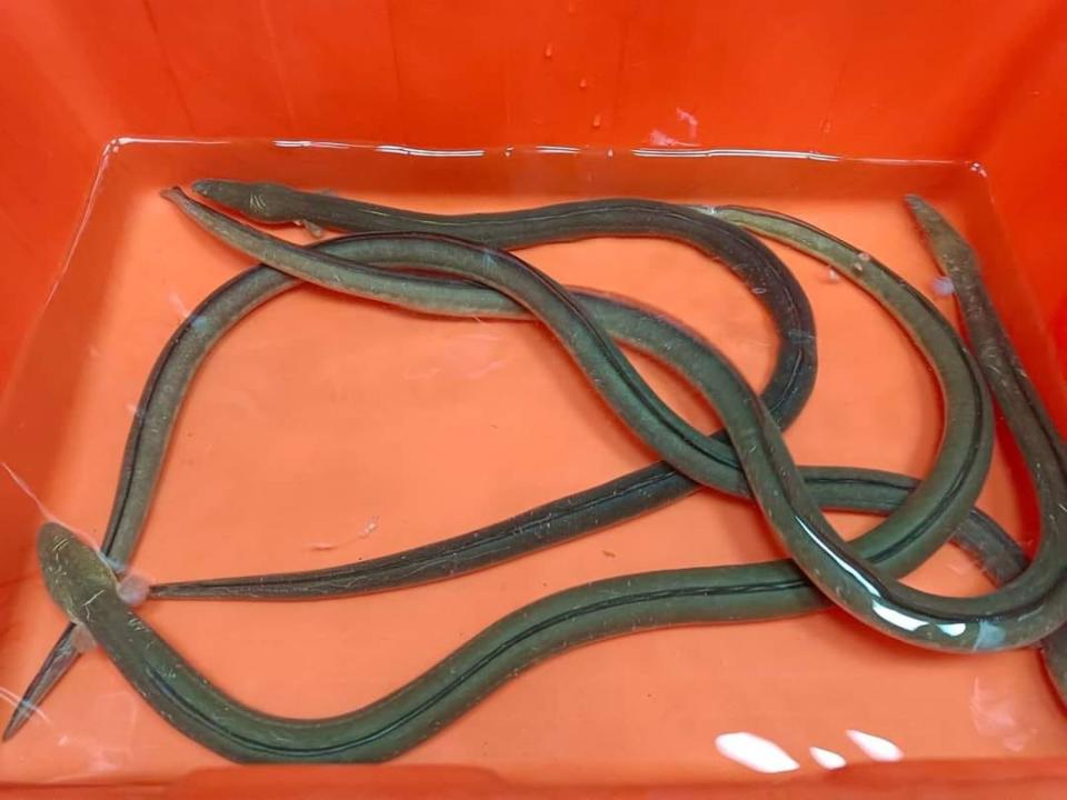 俗稱「土龍」的波路荳齒蛇鰻時常被拿來補身體，是要價不菲的稀世珍寶。（翻攝自~野生土龍~屠龍手臉書）