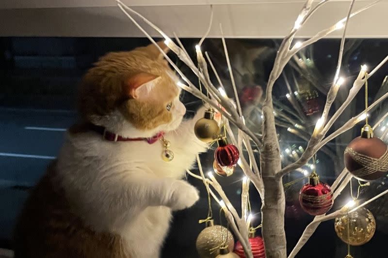 ▲自家貓最棒了！飼主樂秀聖誕樹下美圖：「牠可愛到能得獎」。（圖／Twitter：Leo_Latte_aki） 
