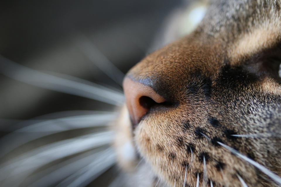 Katzen kommen auf leisen Pfoten daher - aber manche schnurren dafür umso lauter (Symbolbild: Getty Images)