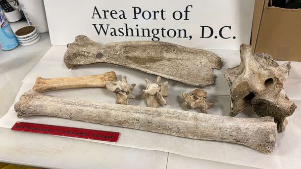 PHOTO: U.S. Customs and Border Protection said giraffe and zebra bones were found in the baggage of a Virginia woman who arrived at Washington Dulles international Airport from Kenya on Nov. 10, 2022. (U.S. Customs and Border Protection)