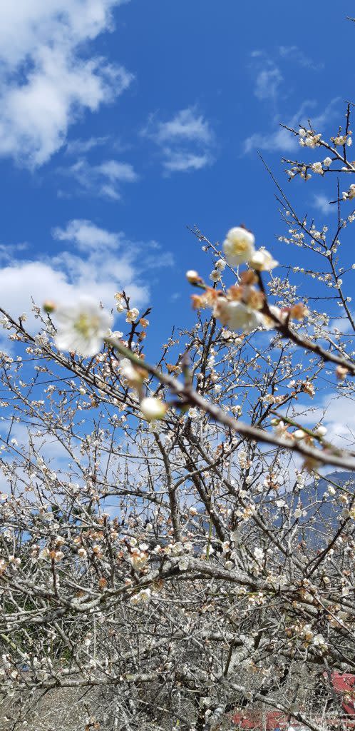 風櫃斗賞梅。 （中華旅行社提供）