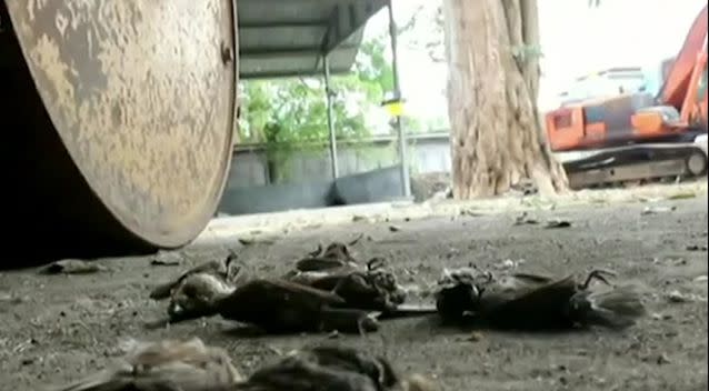 There are hundreds of dead birds around the volcano. Source: 7 News