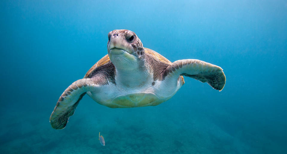 Most species of sea turtles are said to be endangered including the green sea turtle (pictured). Source: Getty Images (File pic)