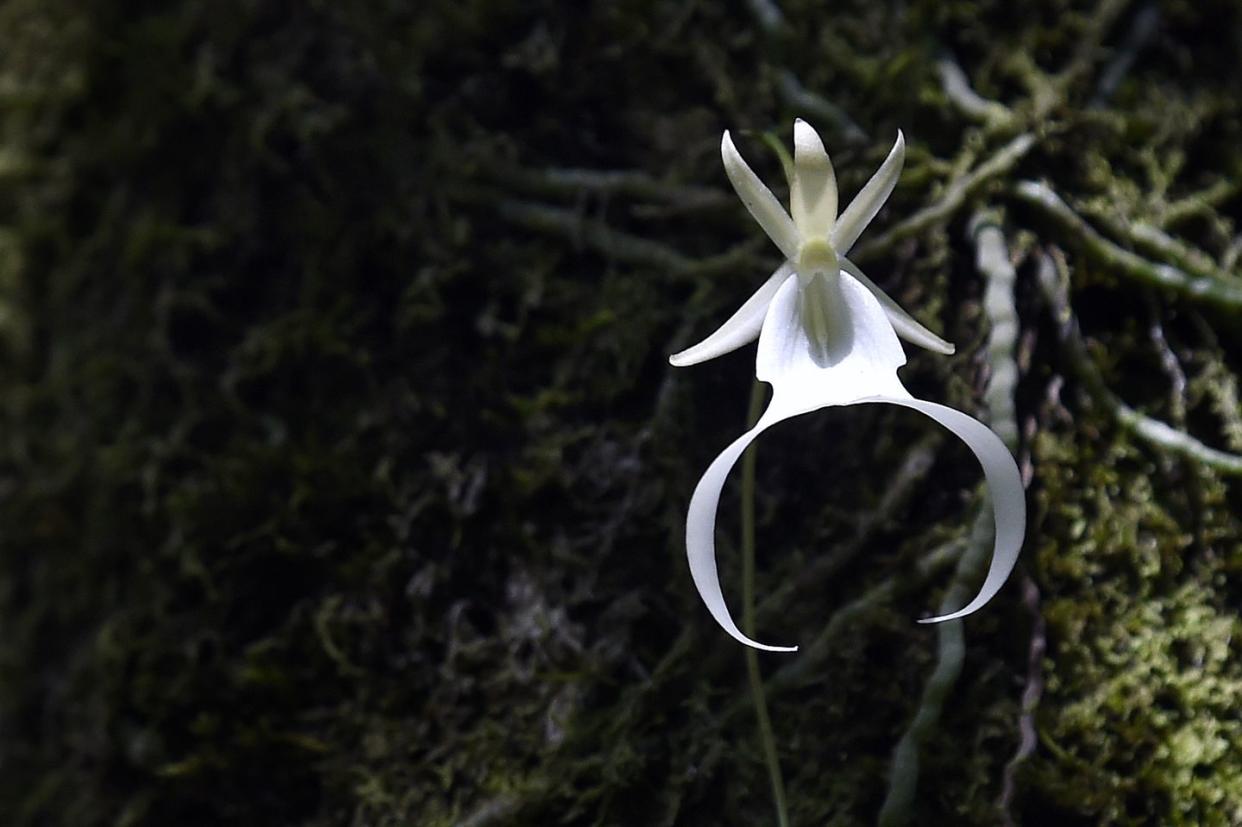 endangered twenty year old ghost orchid fakahatchee strand preserve state park in copeland, florida