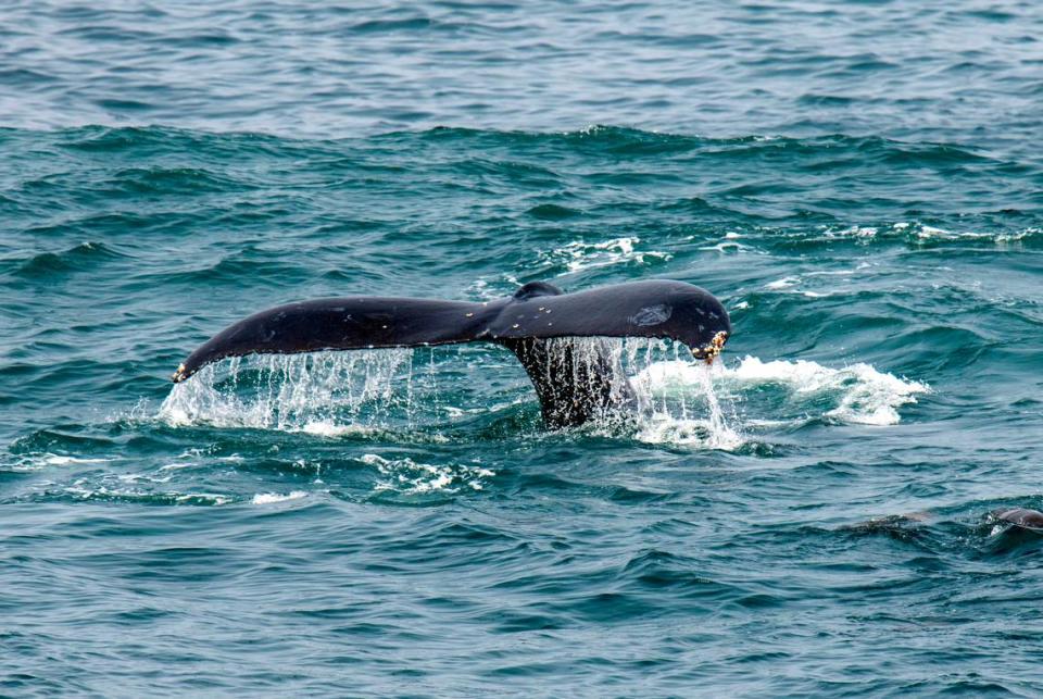 A humpback whale kicks up its tail in the proposed Chumash Heritage National Marine Sanctuary on July 12, 2023, just offshore from Morro Bay. Robert Schwemmer/NOAA