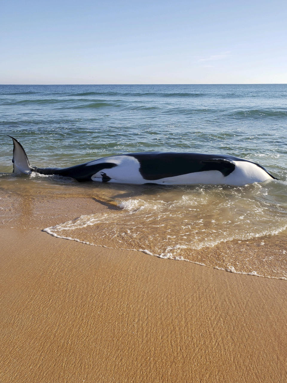 This photo provided by Flagler County Sheriff’s Office shows a dead killer whale in Palm Coast, Fla., on Wednesday, Jan. 11, 2023. According to authorities, the 21-foot (6.4-meter) killer whale died after beaching itself. (Flagler County Sheriff’s Office via AP)