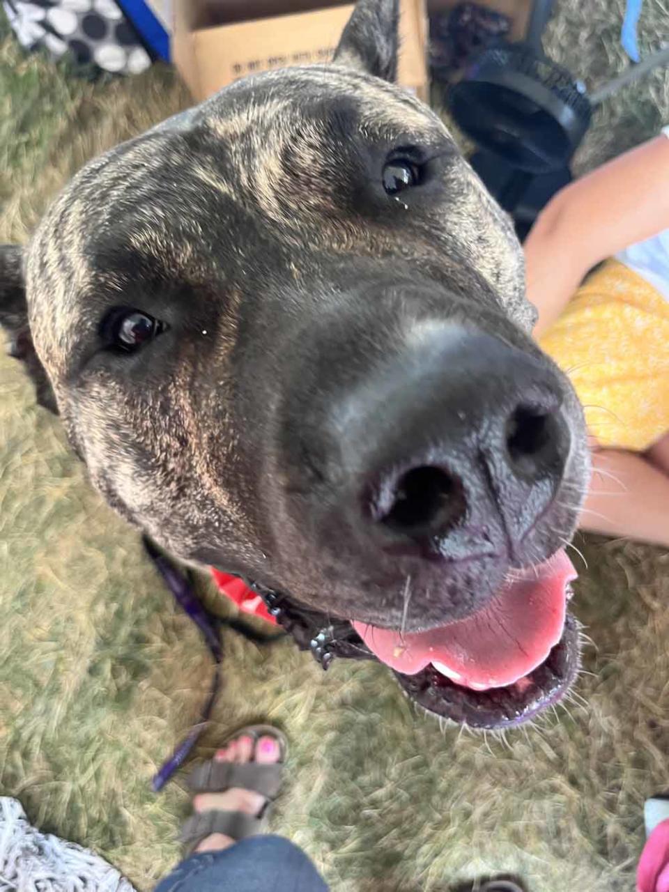 Ethan has been appointed as a dog beer taster. (Collect/PA Real Life)