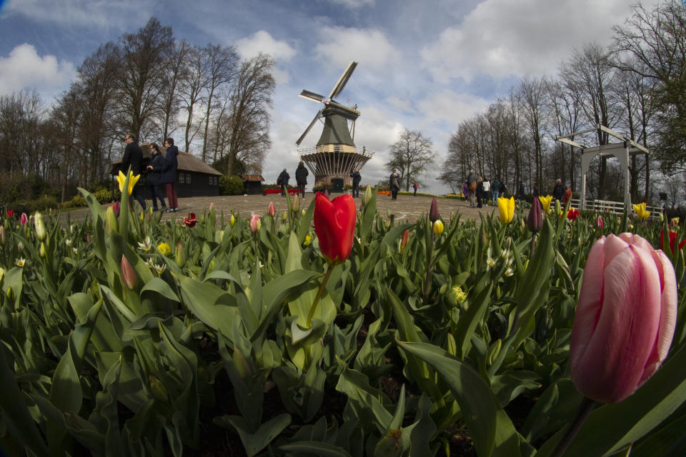 Far fewer visitors than normal are seen at the world-famous Keukenhof garden in Lisse, Netherlands, Friday, April 9, 2021. Finally, after month after bleak month of lockdown, there are springtime shoots of hope emerging for a relaxation of coronavirus restrictions at a Dutch flower garden and other public venues. Keukenhof nestled in the pancake flat bulb fields between Amsterdam and The Hague opened its gates Friday to a lucky 5,000 people who were allowed in only if they could show proof on a smartphone app that they had just tested negative for COVID-19. (AP Photo/Peter Dejong)