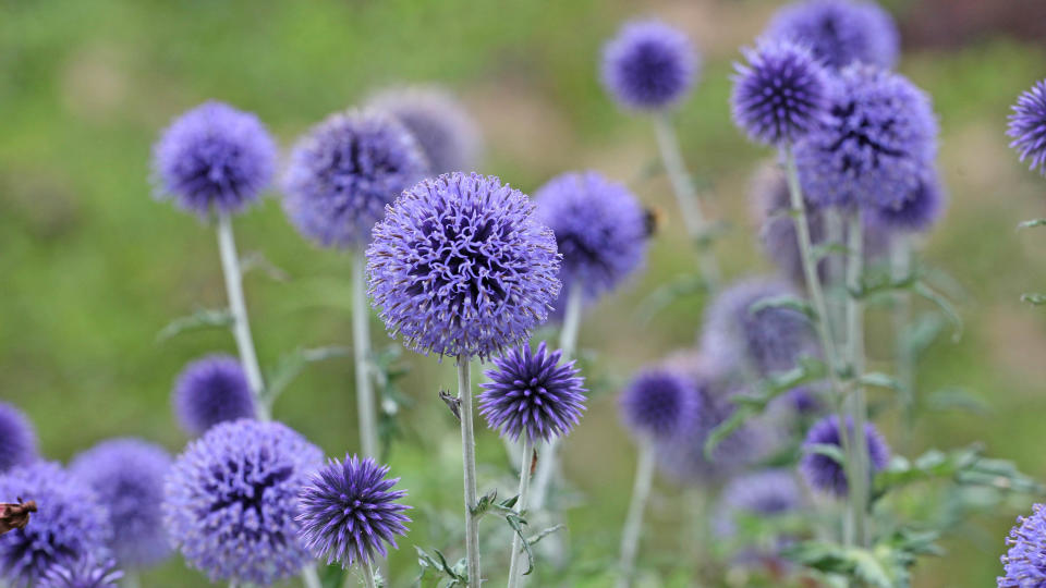 Purple globe thistles outdoors