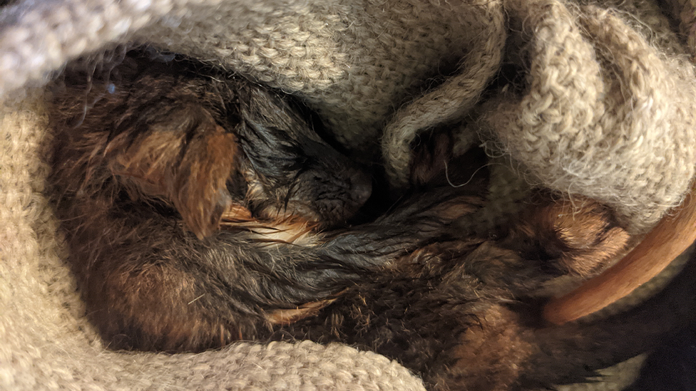 A wet ringtail possum curled up in a blanket.