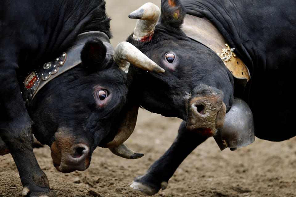 Two Herens cows lock horns during the qualification round of the annual "Battle of the Queens", a traditional Swiss cow-fighting competition, in Aproz, Switzerland May 7, 2017. REUTERS/Denis Balibouse