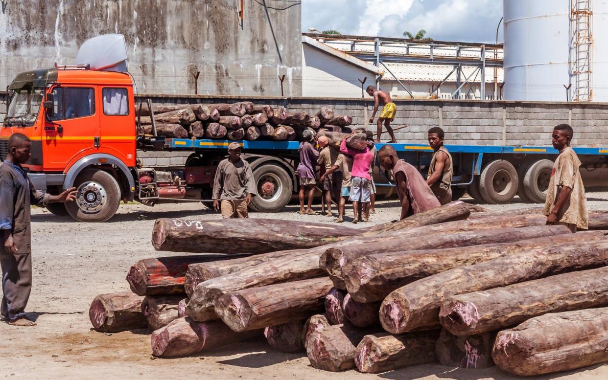 <span class="caption">Rosewood, the name for several endangered tree species that make beautiful furniture, being loaded in Madagascar. </span> <span class="attribution"><a class="link " href="https://www.shutterstock.com/image-photo/toamasina-madagascar-april-12-2014-loading-733827985" rel="nofollow noopener" target="_blank" data-ylk="slk:Pierre-Yves Babelon/Shutterstock;elm:context_link;itc:0;sec:content-canvas">Pierre-Yves Babelon/Shutterstock</a></span>