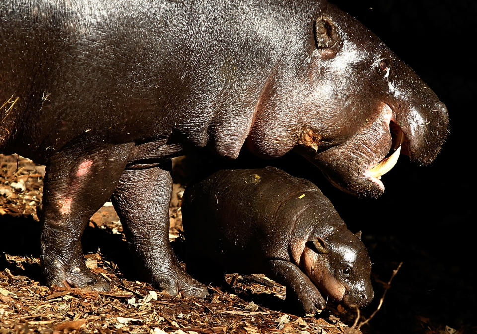 Kambiri, a baby pygmy hippo calf, explores her den with her mother Petre at the Taronga Zoo on August 5, 2010 in Sydney, Australia. (Photo by Brendon Thorne/Getty Images)