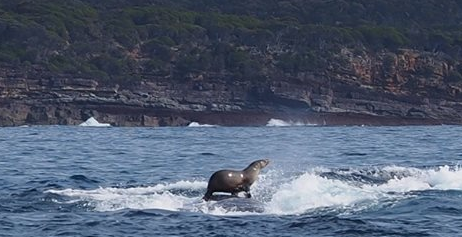 The surfing seal. Photo: Robyn Malcolm