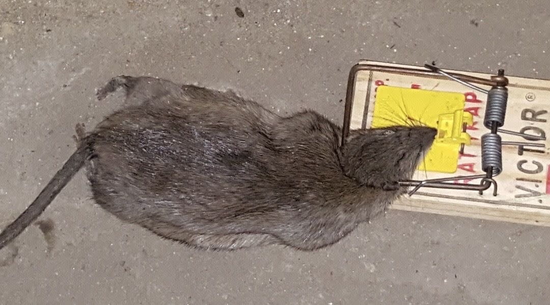A rat trapped by Benito Camacho, an exterminator from Mott Haven. Camacho said post-COVID, he’s seen more rats than ever before in New York City.