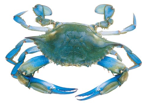 <span class="caption">Full size blue crab</span>