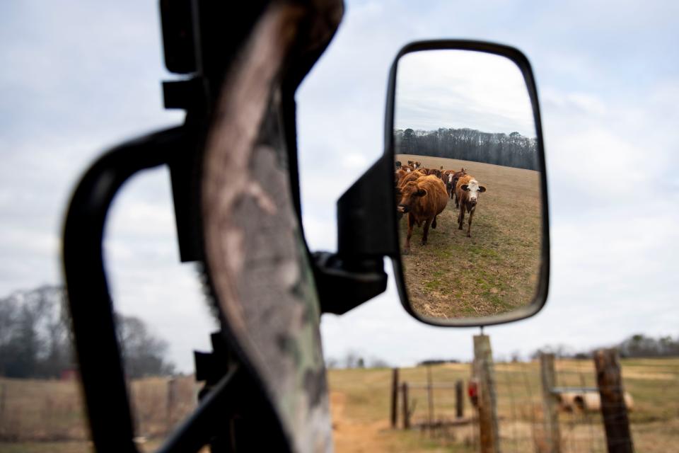 A heard of cattle follows Allen Kellett, third-generation farmer and owner of Kellett Farms, as he leads them to their feed bunk on Saturday, Feb. 10, 2024.