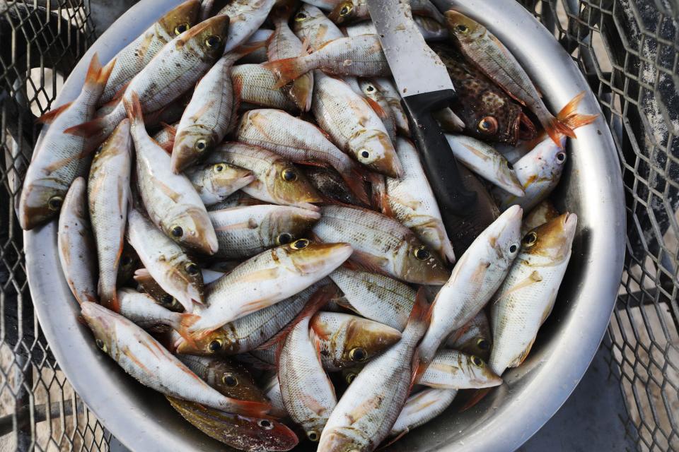 Freshly caught fish are stacked in a bucket on November 23, 2019 in Funafuti, Tuvalu.