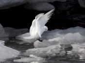 An ivory gull lands on ice in Hornsund, a fjord on Spitsbergen, the largest of Svalbard's islands. Glacial ice covers more than half the terrain of this archipelago, which lies 400 miles (640 kilometers) north of the Norwegian mainland.