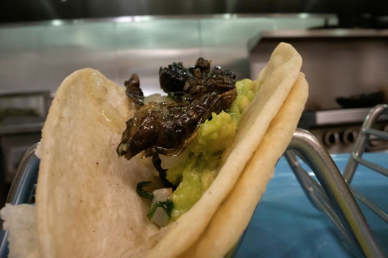 A taco cicadas is seen at Cocina on Market restaurant, as Brood X or Brood 10 cicadas have begun emerging from the earth after 17 years, in Leesburg, Virginia U.S.