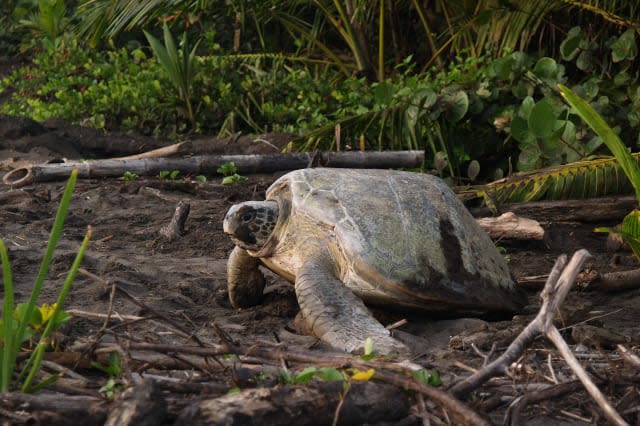 sea turtle diggin in the sand...