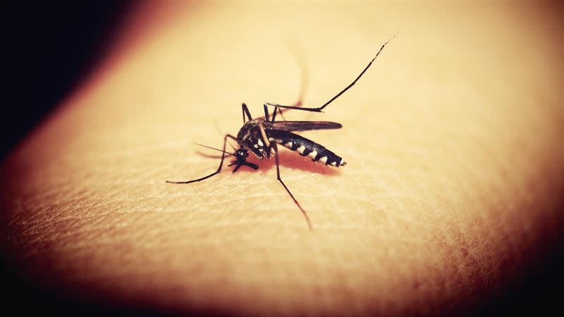 天氣漸熱，蚊蟲也快速增加擾人。（示意圖／pixabay）