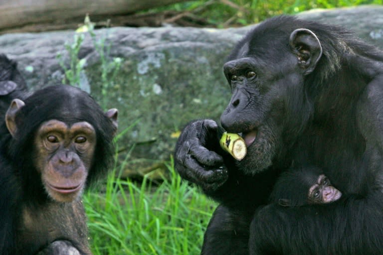 When chimps eat the occasional colobus monkey, it takes them 11 hours to completely eat something that is "the size of a cat"