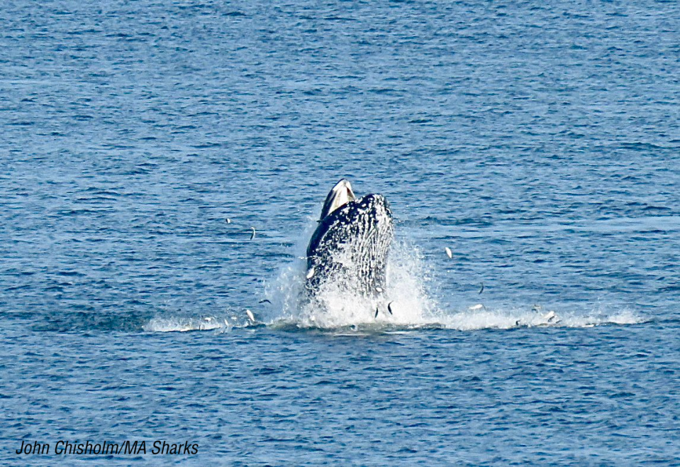 Whale breaching