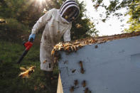 Beekeeper James Cook works on hives near Iola, Wis., on Wednesday, Sept. 23, 2020. Cook and his wife, Samantha Jones, have worked with honey bees for several years but started their own business this year — and proceeded with plans even after the coronavirus pandemic hit. (AP Photo/Carrie Antlfinger)