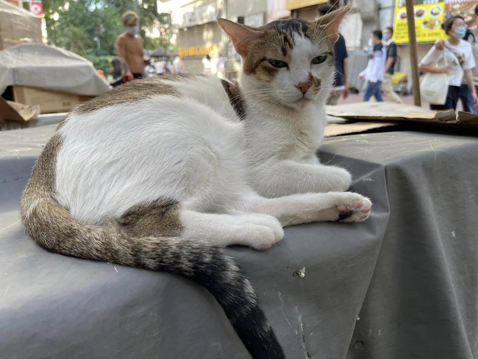 Some citizens posted photos of cats taken in the past to mourn.  (