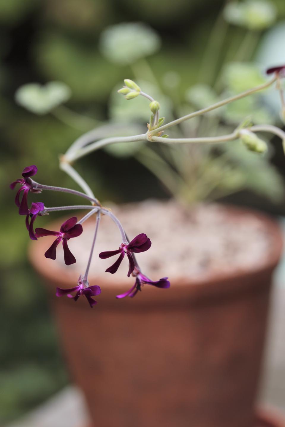 Pelargonium sidoides