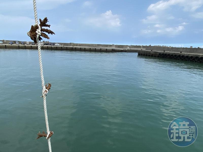 原本住在九孔池的珊瑚，要來到港灣內了。