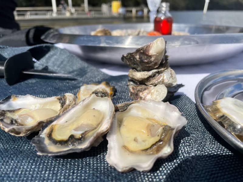 A visit to an Australian oyster farm. Fresh Sydney rock oysters lie on a table during a tour of an oyster farm. Michelle Ostwald/dpa