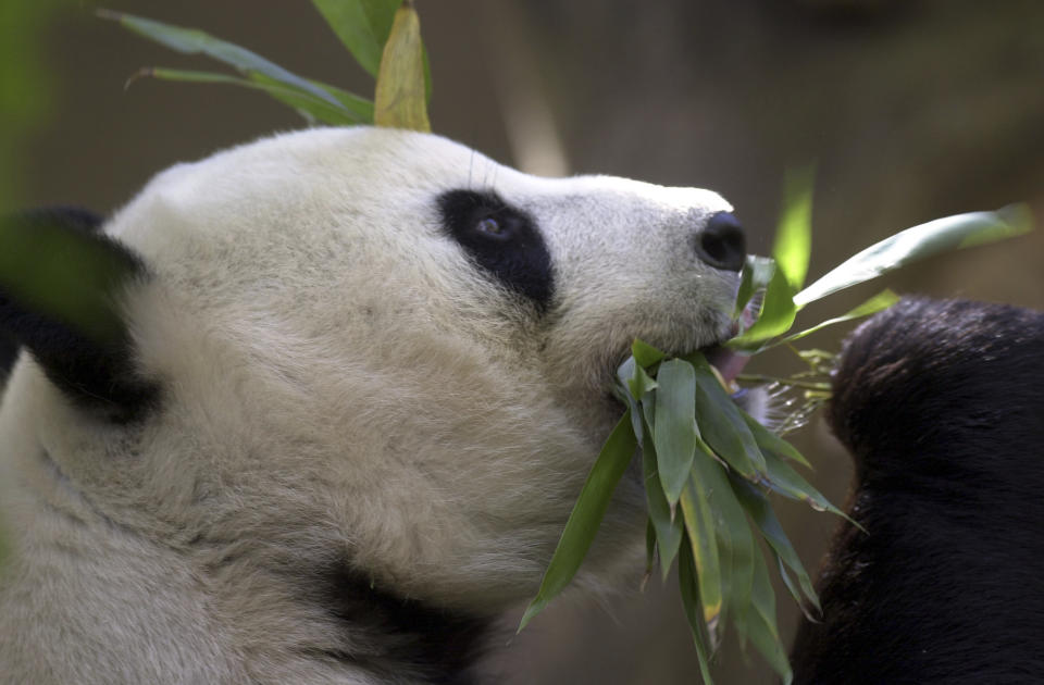 FILE - Bai Yun, the mother of newly named panda cub, Mei Sheng, gets a mouthful of bamboo during the cub's first day on display at the San Diego Zoo on Dec. 17, 2003. China is working on sending a new pair of giant pandas to the San Diego Zoo, renewing its longstanding gesture of friendship toward the United States after nearly all the iconic bears in the U.S. were returned to the Asian country in recent years amid rocky relations between the two nations. San Diego sent back its last pandas to China in 2019. (AP Photo/Lenny Ignelzi,File)