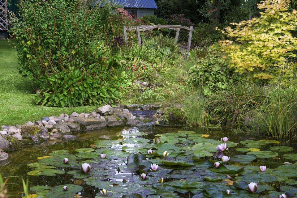 a pumped stream, edged in astilbes, hostas, ferns and primulas, tumbles down into a lily pond