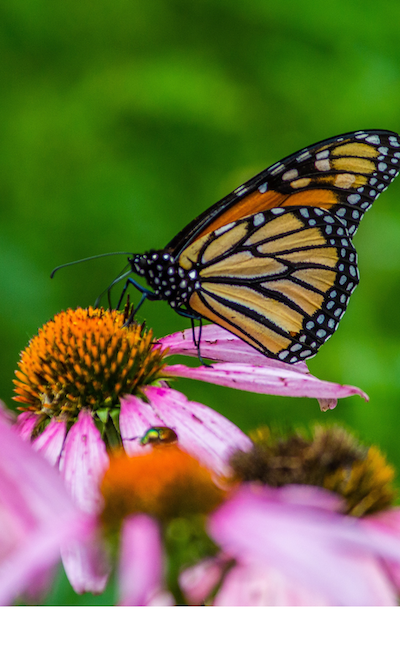 Monarch butterfly on purple coneflowers. Jeffrey Hamilton/Unsplash