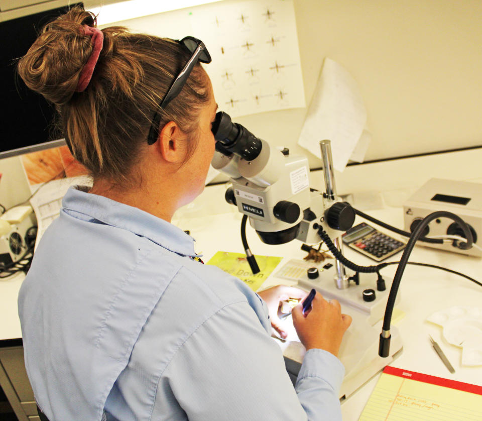 A researcher examines mosquitos under a microscope in a lab. (Lee County Mosquito Control District)
