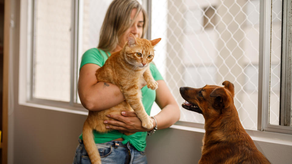 cat meeting dog