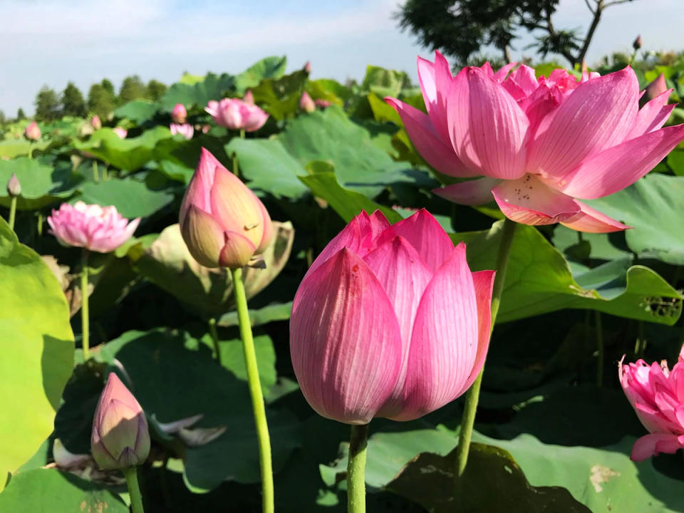 中社觀光花市(圖片來源：中社觀光花市)