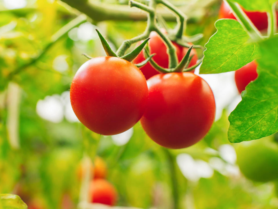 tomatoes growing hydroponically