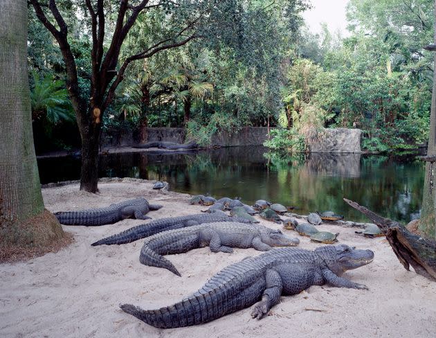 Alligators are seen at Busch Gardens in Tampa, Florida.