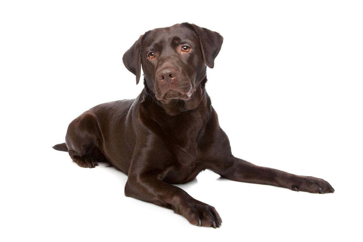 A Chocolate Labrador Retriever