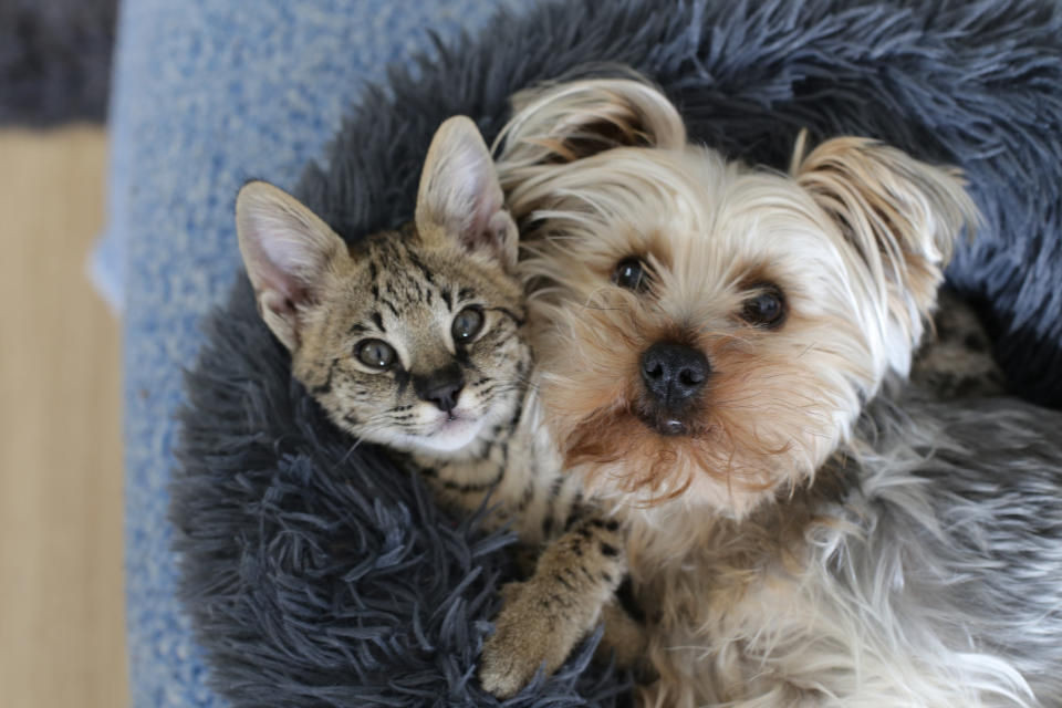 A dog and a cat snuggling.