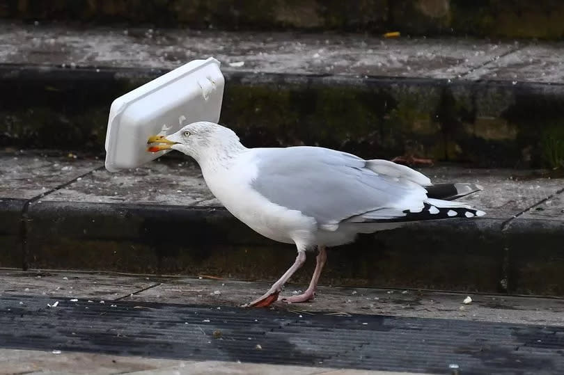 Hungry seagulls have been seen swooping on people and stealing lunches in Liverpool