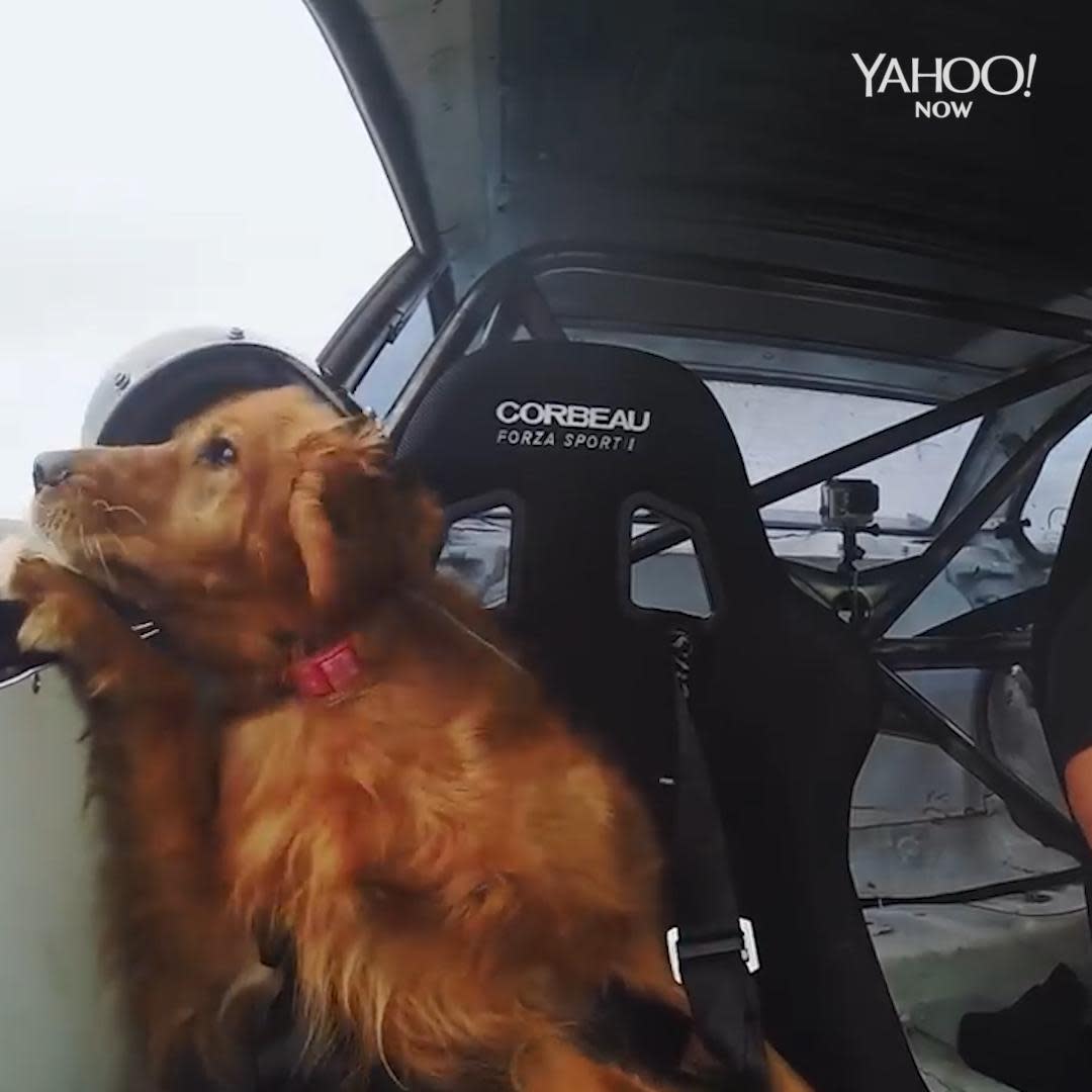 This is the world's first drift dog